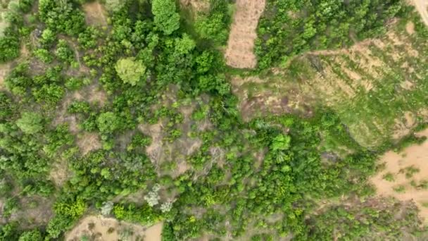 Avocado Fields Aerial Background Aerial — Stok video