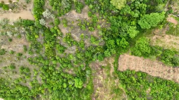 Avocado Fields Aerial Background Aerial — Stok video