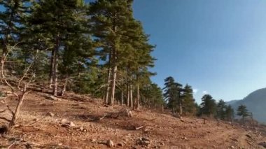 Drone flight along dry forest, sunset shooting time 4K