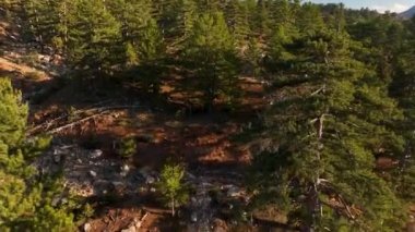 Drone flight along dry forest, sunset shooting time 4K