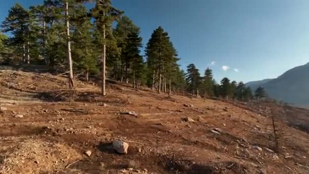 Drone Flight Dry Forest Sunset Shooting Time — Vídeo de stock