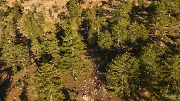 Drone Flight Dry Forest Sunset Shooting Time — Wideo stockowe