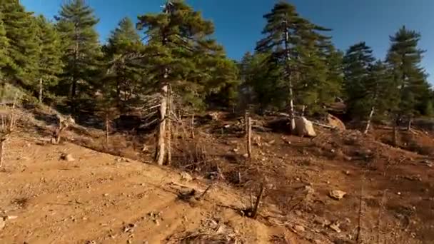 Drone Flight Dry Forest Sunset Shooting Time — Video Stock