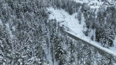 Kardaki ağaçlar. Havadan çekim kavramı yaban hayatının kuş bakışı görüntüsüdür.