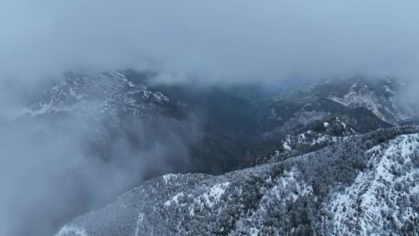 Otoczony Lasem Sosnami Szeroki Strzał Chmurne Światło Ciemnym Niebem Śniegiem — Wideo stockowe