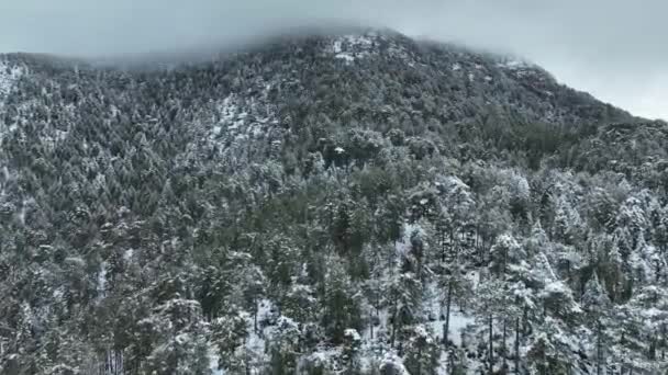 Scenic Snowy Forest Cold Winter Day Overhead Drone Flying Heavy — Stock Video