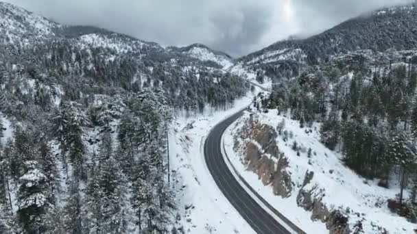 눈덮인 가문비나무 꼭대기 — 비디오