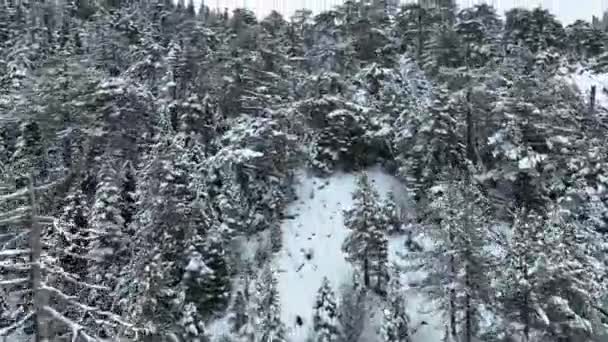 Törzsek Nagy Hópelyhek Aerial Epikus Kilátás Téli Táj Hóval Borított — Stock videók