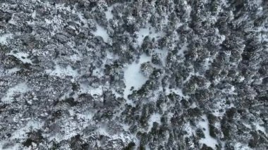 Efsanevi, karlı beyaz kış ve karlı orman. Donmuş ormandan geçen yol