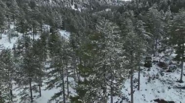 Kar, ağaçları ve karlı ormanı kapladı, karanlık, bulutlu bir kış gününde - tepeden tırnağa, İHA atışı