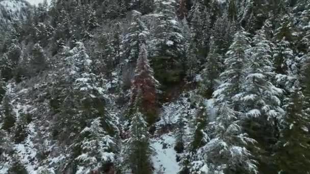 Árboles Cubiertos Nieve Bosque Cubierto Nieve Día Oscuro Nublado Invierno — Vídeos de Stock