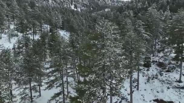 Χιονισμένα Δέντρα Και Χιονισμένο Δάσος Μια Σκοτεινή Συννεφιασμένη Χειμωνιάτικη Μέρα — Αρχείο Βίντεο