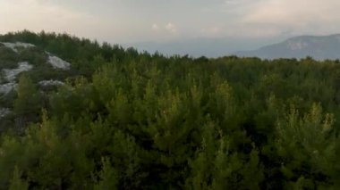 Batan güneşin arka planına karşı. Kuş bakışı orman yolu..