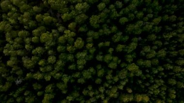 Büyük ahşap arka planda çam ağaçları ve güzel bir sabah doğasında köknar. Seyahat yeri, hayat keşfi kavramları