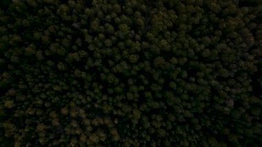 Bahar huş ağaçlarının, bahar ormanlarının, yay ormanlarının, hava görüntülerinin en üstteki drone görüntüsü. İnsansız hava aracı yeşil ağaçların ve ağaçların üzerinden uçar