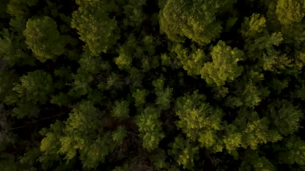 Вид Повітря Весняний Зелений Ліс Рано Вранці Літає Над Зеленими — стокове відео