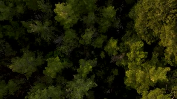 秋の自然林の背景映画フライ — ストック動画