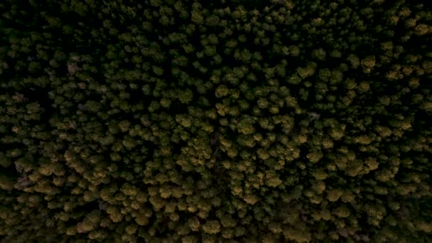 夏のコンセプトワイルドとネイチャーワイドショットで空中ビュー森林景観 — ストック動画
