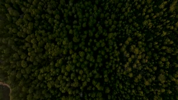 从上往下看大绿林景观的电影背景 绿色森林的空中俯瞰 — 图库视频影像