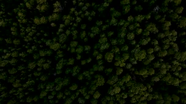 Drone Voa Sobre Pinheiros Durante Pôr Sol Textura Colorida Natureza — Vídeo de Stock