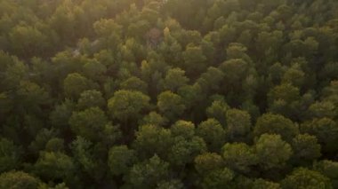 Güneşli hava ve altın saat. Güneş ışığıyla yeşil renklerde güzel bir manzara