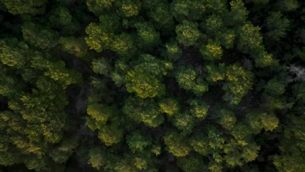 夏の夜に森の中で育つ多くの緑の木の周りに空中リアルタイムパンを見る — ストック動画