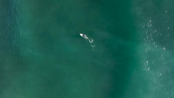 Adembenemend Uitzicht Een Single Man Navigatie Peddel Zee Meditatie Bewuste — Stockvideo