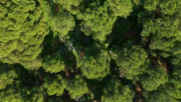 大きな木の背景の松や偉大な美しい朝の自然の中で火災 旅行先 コンセプトを探る人生 — ストック動画