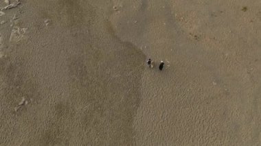 Çiftler bulutlu bir havada köpekleriyle sahilde yürür.