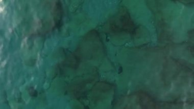 Bir ördek denizde yüzer. Ördek yiyecek aramak için suya dalıyor. Ördek sudan sonra tüyleri temizler. 4K görünümü