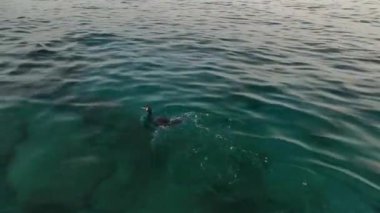 Suda yüzen yaban kuşu. Hava manzaralı. Deniz manzaralı.