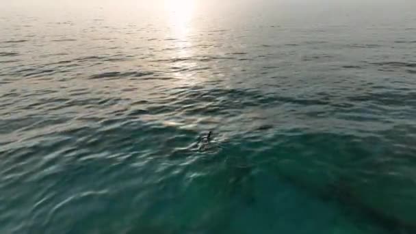 Kaczki Siedzieć Wodzie Oceanu Pływać Powierzchni Linii Rzędzie Małe Fale — Wideo stockowe