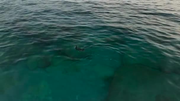 Shot Great Black Cormorant Buceo Mar Contra Fondo Una Hermosa — Vídeos de Stock