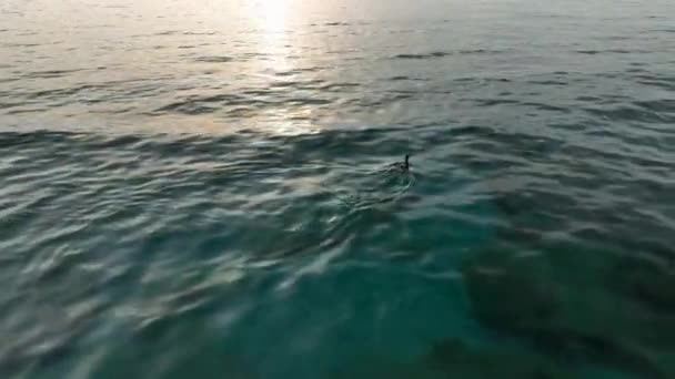 Bir Ördek Denizde Yüzer Ördek Yiyecek Aramak Için Suya Dalıyor — Stok video