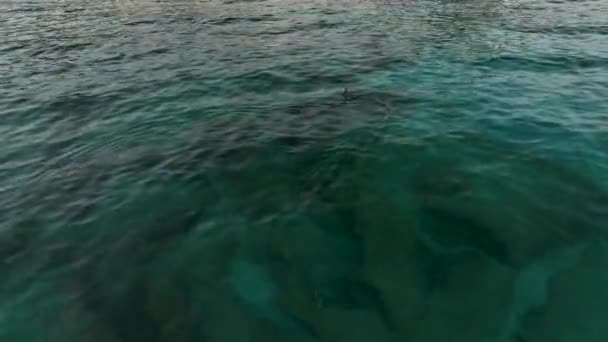 Shot Great Black Cormorant Diving Morzu Tle Wspaniałej Lazurowej Tekstury — Wideo stockowe
