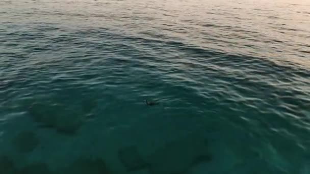 鸭子在海中游来游去 在水面上一排排绿蓝的小浪 — 图库视频影像