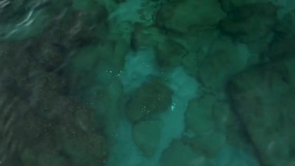 Μια Πάπια Κολυμπά Κάτω Από Νερό Της Μεσογείου Κατά Την — Αρχείο Βίντεο