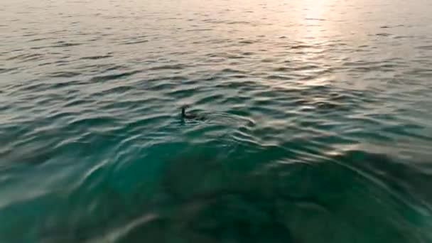 Μια Πάπια Κολυμπάει Στη Θάλασσα Πάπια Βουτάει Στο Νερό Ψάχνοντας — Αρχείο Βίντεο