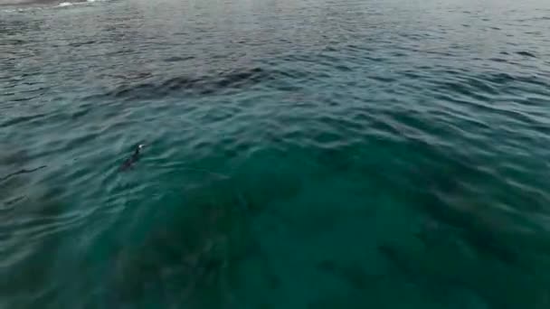 ダックは海の水の上で泳ぐ行の表面に小さな波の緑と青の線で泳ぐ — ストック動画