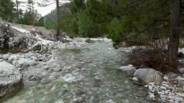 Doğal bir nehir, bulutlu bir günde, kış ormanında küçük, hızlı bir dere. İnsansız hava aracı, köknar ağaçlarının yeşil tepeleri arasında hoş bir şekilde alçaktan uçuyor..