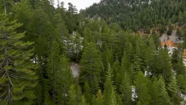 Letecký Pohled Výhledem Silnici Uprostřed Zasněžených Stromů Zasněženého Lesa Tmavý — Stock video
