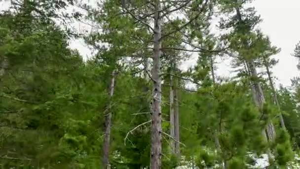 Vista Aérea Com Vista Para Uma Floresta Meio Árvores Cobertas — Vídeo de Stock