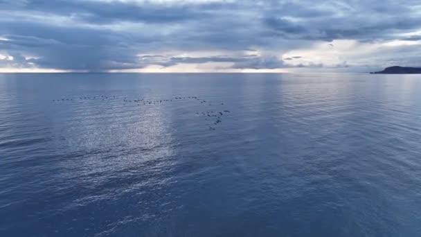 让你的想象力飞扬吧 当你看到野生动物鸭子在冰岛人梦幻般的云彩背景下的宁静 无人机捕捉到的电影魔法 现在你可以使用了 — 图库视频影像