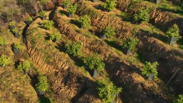 Zanurz Się Malowniczym Widoku Rolnictwa Wzgórzu Gdy Nasz Filmowy Dron — Wideo stockowe