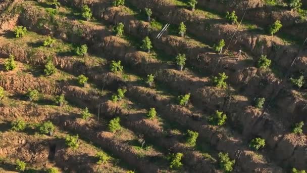 私たちの映画のドローンはテラスに植えられたアボカドの木の緑をキャプチャするので 丘の中腹の農業の魅惑的な美しさを体験してください — ストック動画