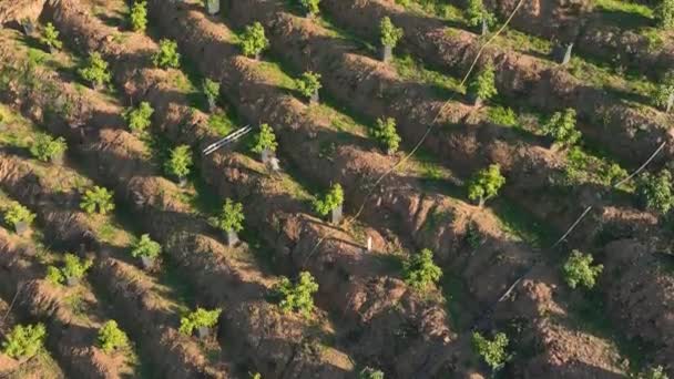 私たちの映画のドローンはテラスに調和して植えられた若いアボカドの木の列を示しているので 丘の中腹の農業の静かなオアシスを発見してください — ストック動画