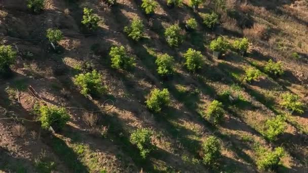私たちの映画のドローンは丘の中腹の農業でアボカドの木の整然とした列を示しているので テラス果樹園の静けさの中で喜びます — ストック動画