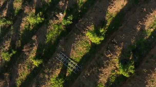 私たちの映画のドローンフィルムとして丘の中腹の農業の有機的な避難所を探索テラスの形成に繁栄若いアボカドの木 — ストック動画