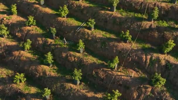 Testemunhe Cativante Tapeçaria Natureza Enquanto Nosso Drone Cinematográfico Captura Árvores — Vídeo de Stock