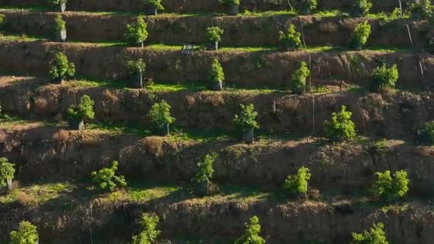 Scufundați Pofta Plantațiilor Avocado Deoarece Drona Noastră Cinematografică Surprinde Armonia — Videoclip de stoc
